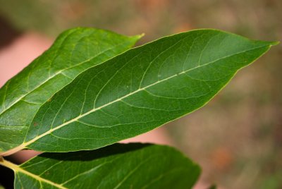 Diospyros virginiana 'Early Golden' - tomel viržinský - list